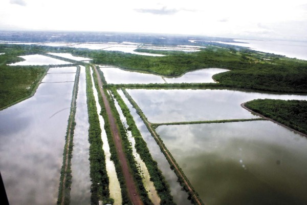 Camaroneros pierden 3.5 millones de libras por robo