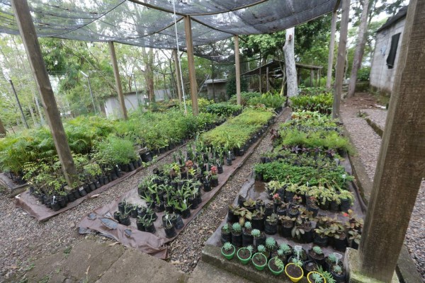 Honduras: En enero inicia la primera fase para recuperar el Juana Laínez