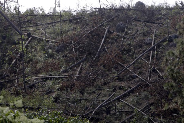 Cortan 15 mil pinos al día por plaga del gorgojo descortezador en la capital
