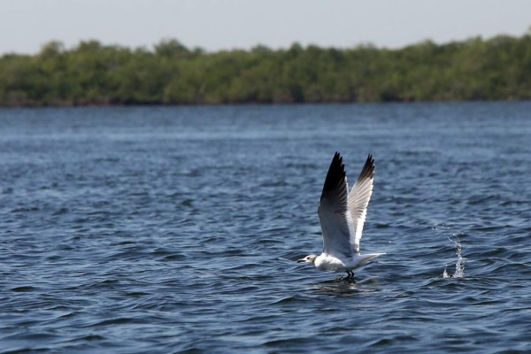 San Lorenzo, la perla que resplandece y conquista Honduras