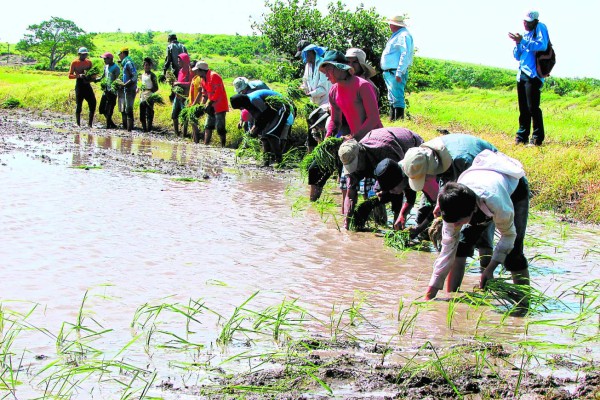 Histórica producción de 20 millones de quintales de granos en Honduras
