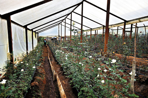 El encanto y colorido de las rosas