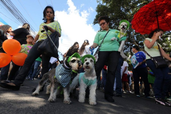Honduras: Exigen protección para sus fieles amigos