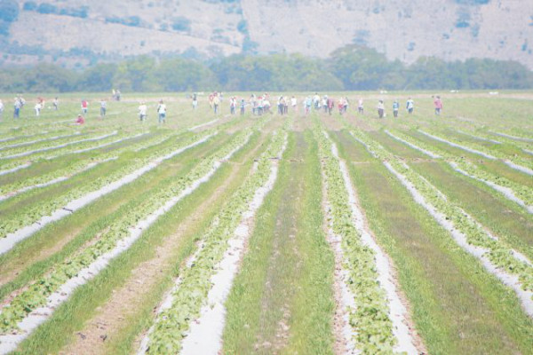 Cosecha de melón saldrá en 15 días
