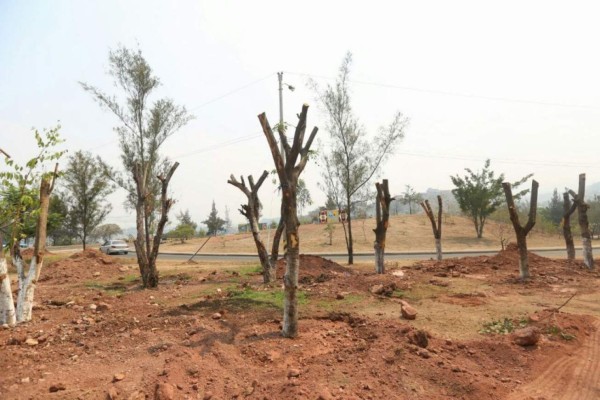 Alcaldía capitalina recupera 70% de árboles trasplantados &nbsp;&nbsp;&nbsp;