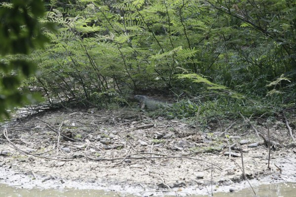 Iguana’s Water Park, un paraíso terrenal