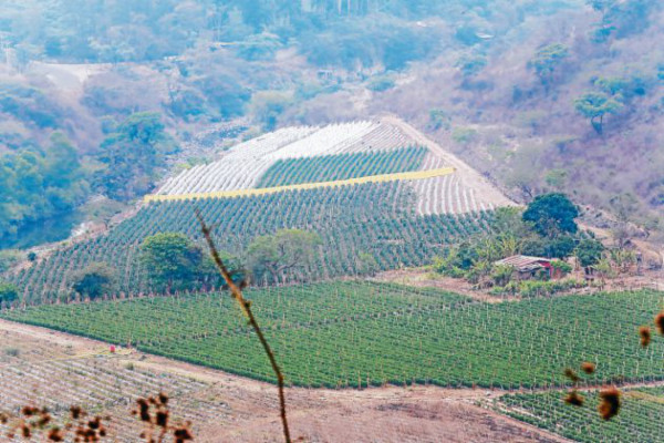 Zonas aledañas producen 65% de hortalizas