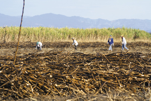 INA notifica a ingenio azucarero CAHSA expropiación de 4,200 hectáreas de tierra