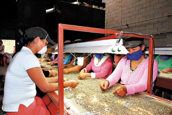 Caficultores de La Paz han sido atrapados por el cooperativismo