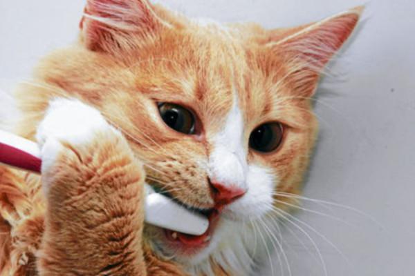 La salud dental de los gatos