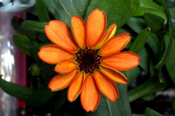 Flores en el espacio, un astronauta las cultiva en la estación ISS