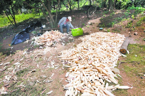 Sequía afectó casi el 100% de la producción