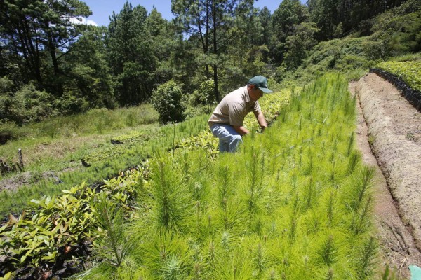 Gobierno pretende controlar reserva biológica de La Tigra