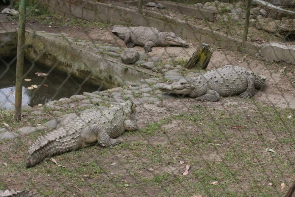 Zoológico Rosy Walther, un destino hermoso en la capital de Honduras