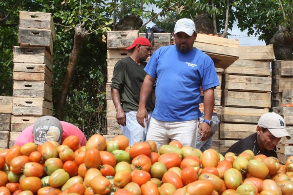 Intermediarios y bajos precios reducen ingreso de productores