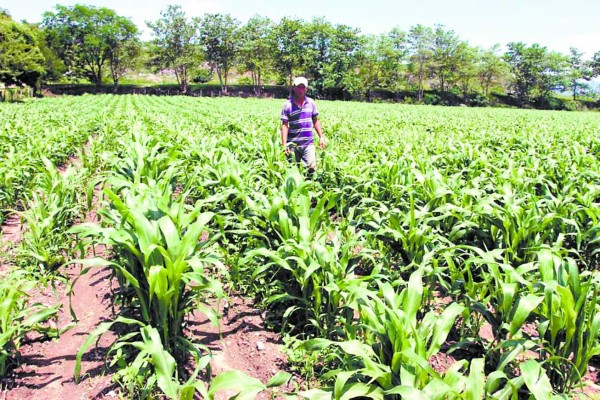 Se espera cultivar al menos 120,000 quintales de maíz en el sur de Honduras.