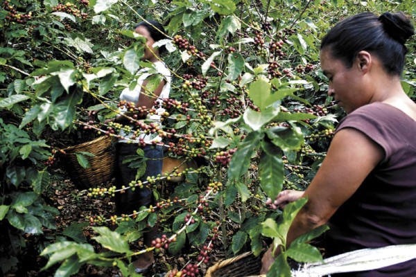 Pagan hasta L 200 de más por quintal de café