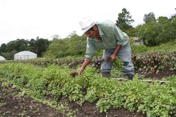 En vigencia la readecuación de deudas con Banadesa