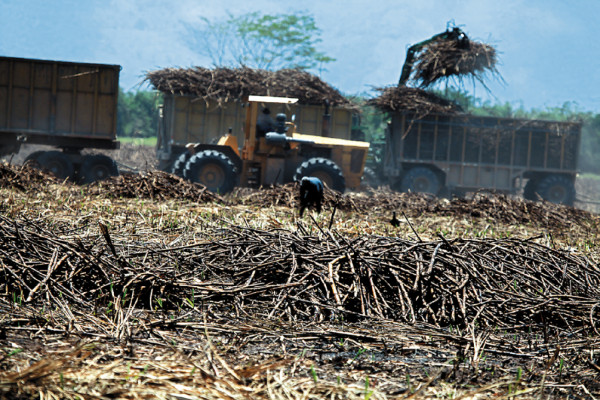 Exportación a UE dinamizará el agro