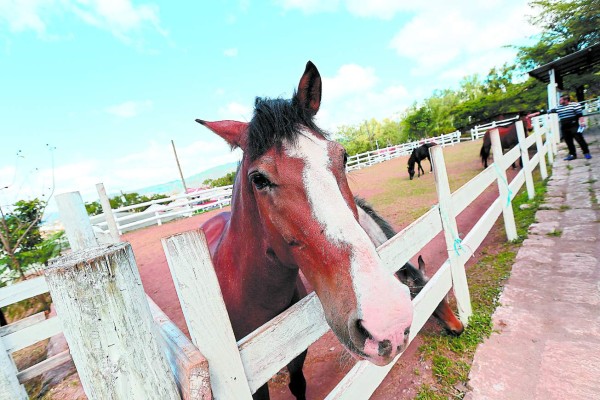 Ganaderos y agricultores de FM comienzan su feria