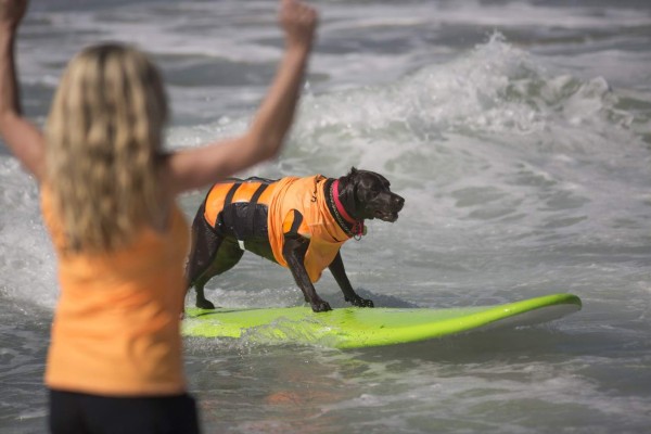 Perros participan en peculiar competencia de surf