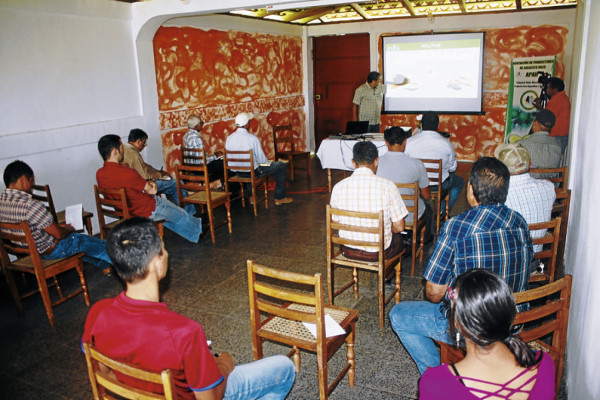 Plantaciones de aguacate Hass roban territorio al café