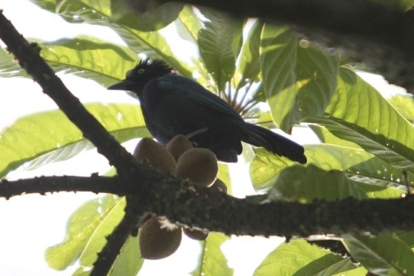Observación de aves en Gracias