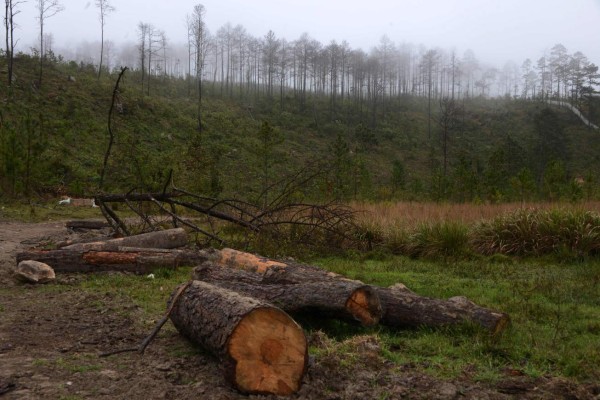 Honduras controla insecto que destruyó un cuarto de sus bosques de pino