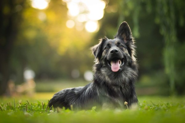 amazing portrait of young crossbreed dog (german shepherd) during sunset in grass