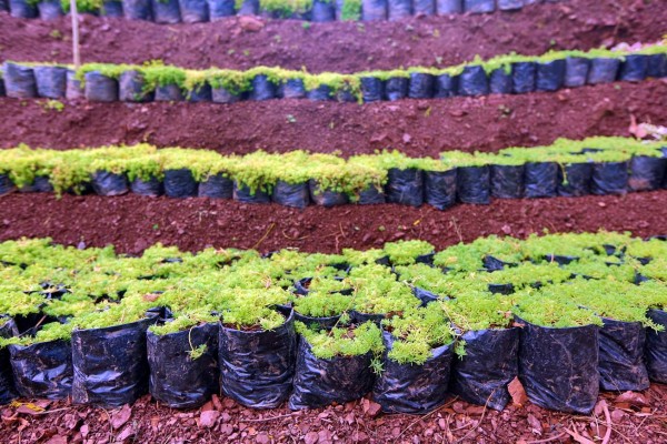 Cuidados para renovar el jardín