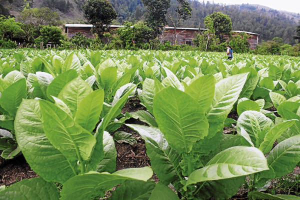 Rubro del tabaco genera nuevas plazas laborales en aldea El Pescadero
