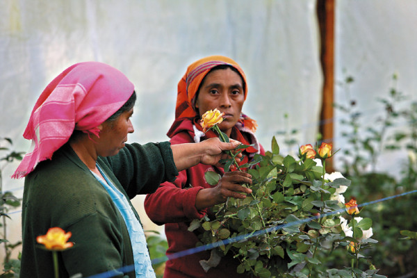 El encanto y colorido de las rosas