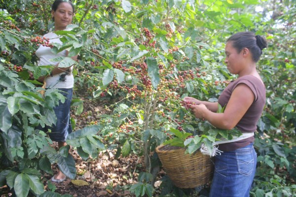 Café hondureño abre terreno en Nueva York