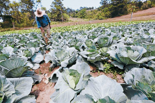 Zonas aledañas producen 65% de hortalizas