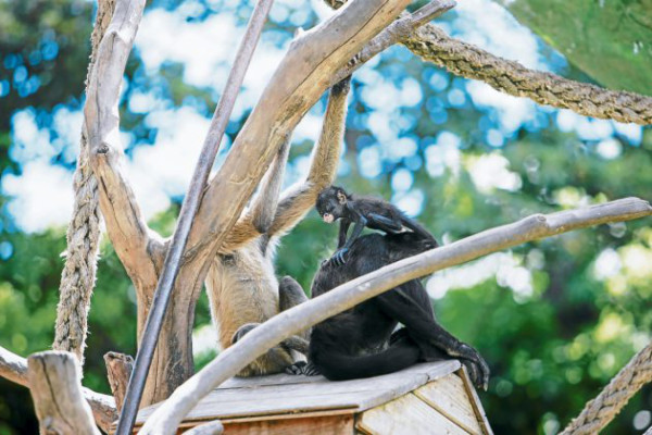 Un vistazo a nuestra fauna nacional