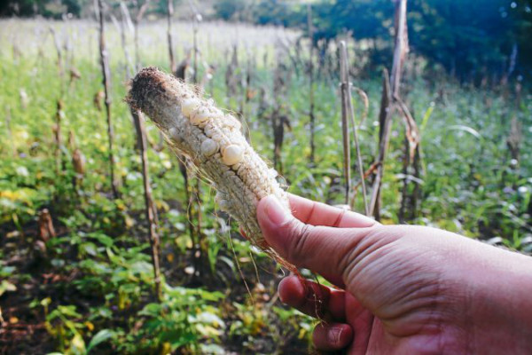 Bajos precios y saturación de agua ahoga economía de productores