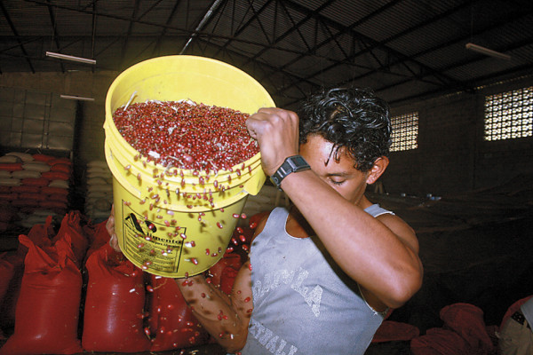 Temen perder producción en El Paraíso por falta de mercado