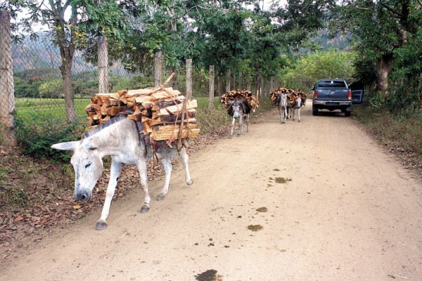 Alcalde de Potrerillos, amenazado a muerte