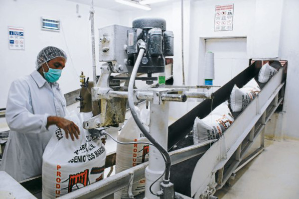 Ingenios hondureños producirán más azúcar