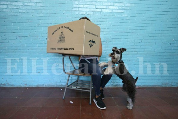 Las curiosidades durante las elecciones primarias en Honduras en fotos