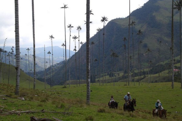 del valle de Cocora