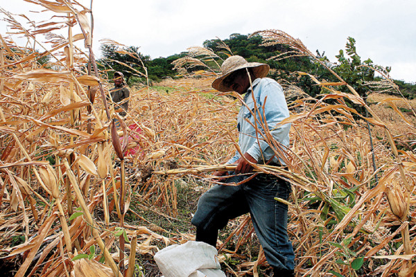 Reportan hambruna en municipios del sur de Honduras