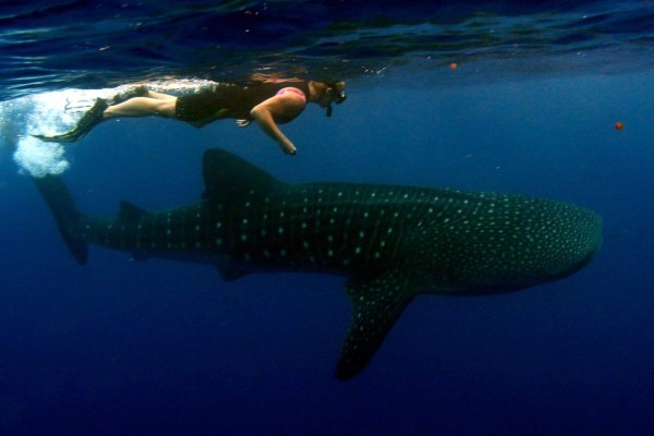 Utila, la pequeña isla de la fantasía