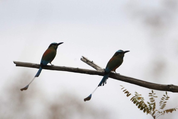 Observación de aves en Gracias