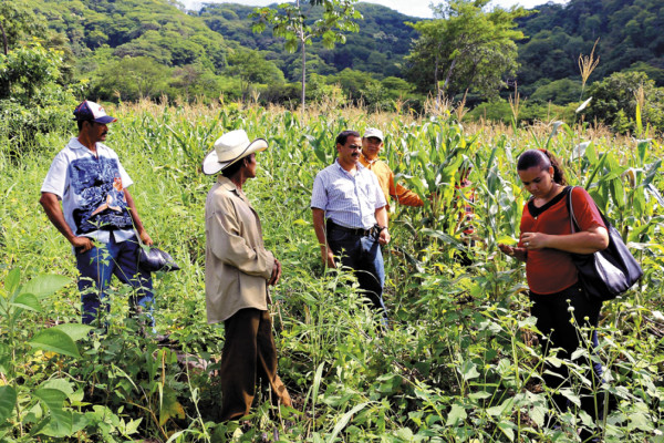 Realizan investigación para identificar semillas aptas para el cultivo