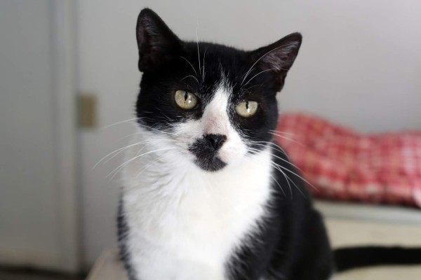 Su gato y perro no están exentos de alergias