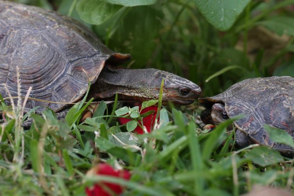 Las tortugas terrestres son mascotas que pueden vivir hasta 50 años