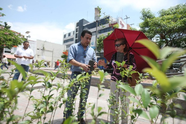 Centros escolares y entidades celebran el Día del Árbol Nacional