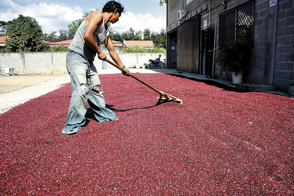 Temen perder producción en El Paraíso por falta de mercado