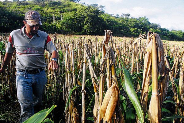 Bajos precios y saturación de agua ahoga economía de productores